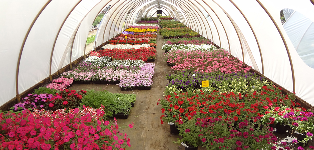annuals-pp