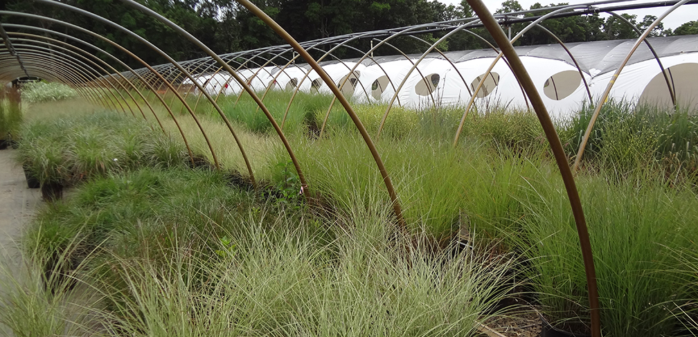 grasses-pp
