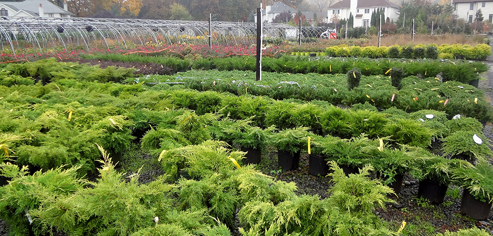 shrubs-pp
