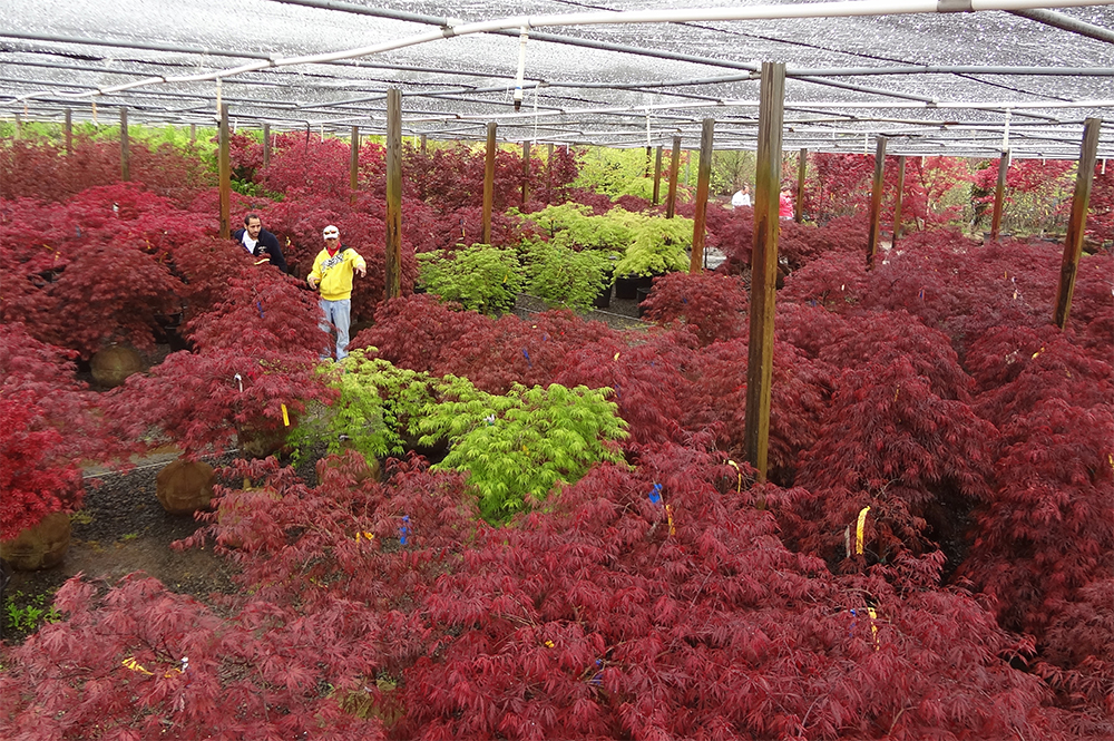 LP-Statile-Japanese-Maple-House