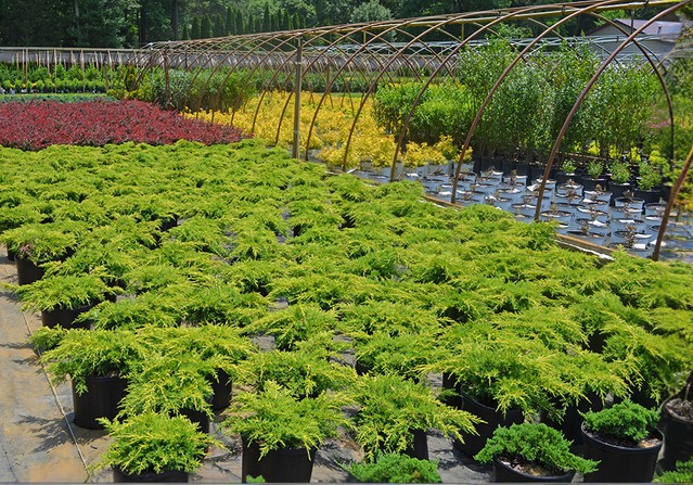 A link to our nursery production report of plants that are available for sale