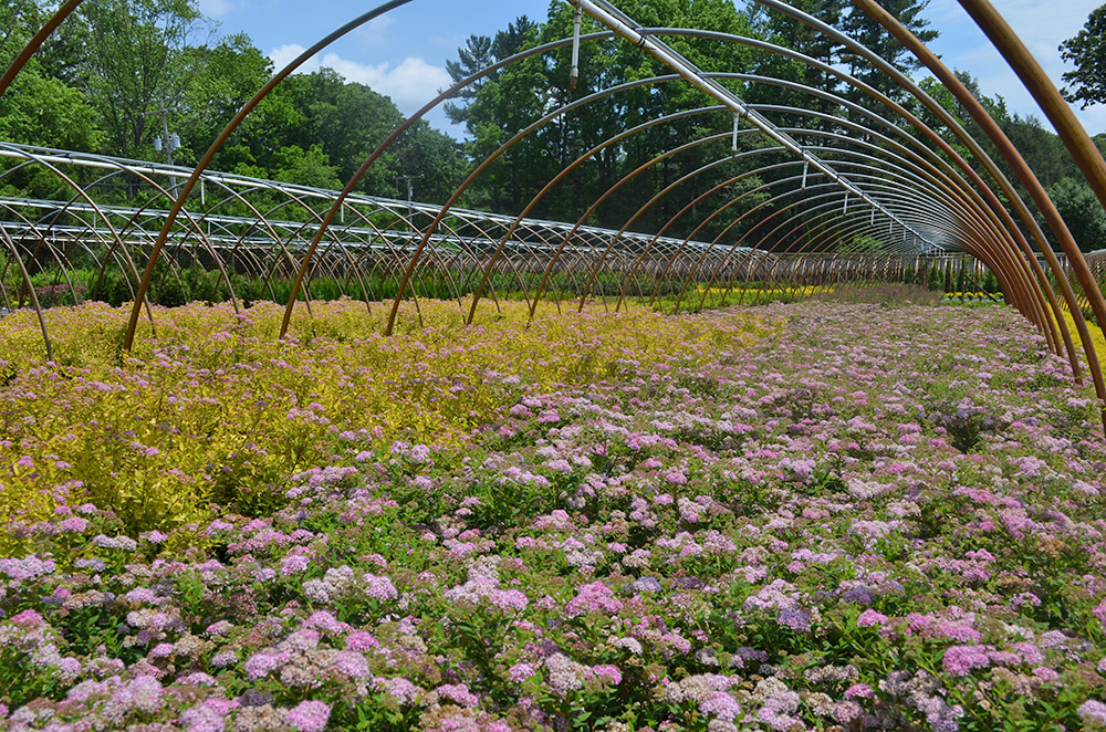 our nursery production report link