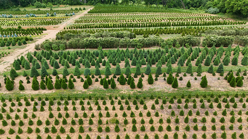 Picture of our Monmouth County, NJ Wholesale nursery growing fields