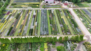 Part of our NJ wholesale nursery growing operation