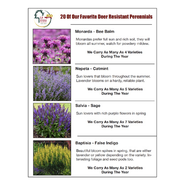 20 Deer Resistant Perennials We Like and We Stock at our Wholesale Nursery