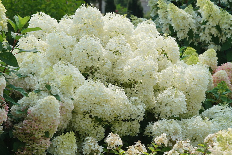 Picture of Puffer Fish A White HYdrangea