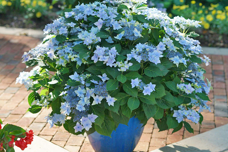 hydrangea Tuff Stuff Aha picture available at our nj wholesale nursery