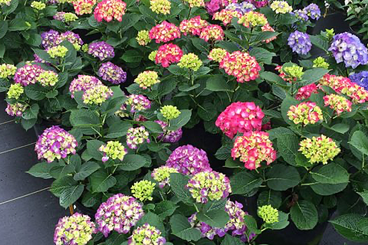 A picture of we bit giddy - an unusual Hydrangea in that the acidic color is purple not blue