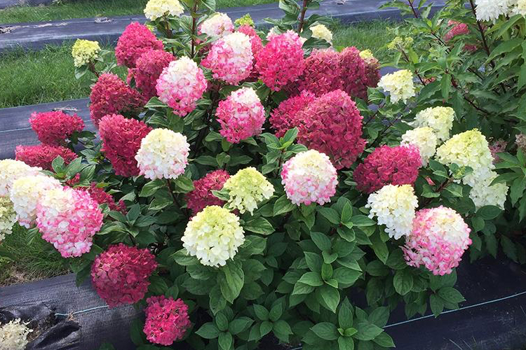 Hydrangea Little Lime Punch a particularly colorful Hydrangea with red, pink and white in one bloom