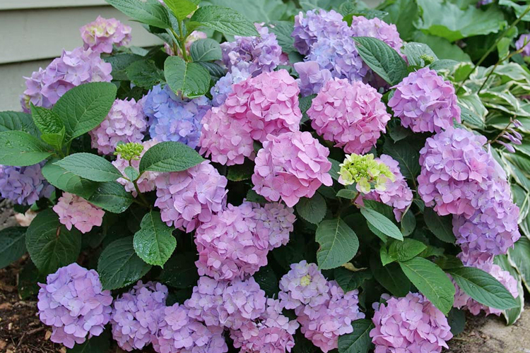 Hydrangea Lets Dance Skyview variety - a beautiful new Hydrangea