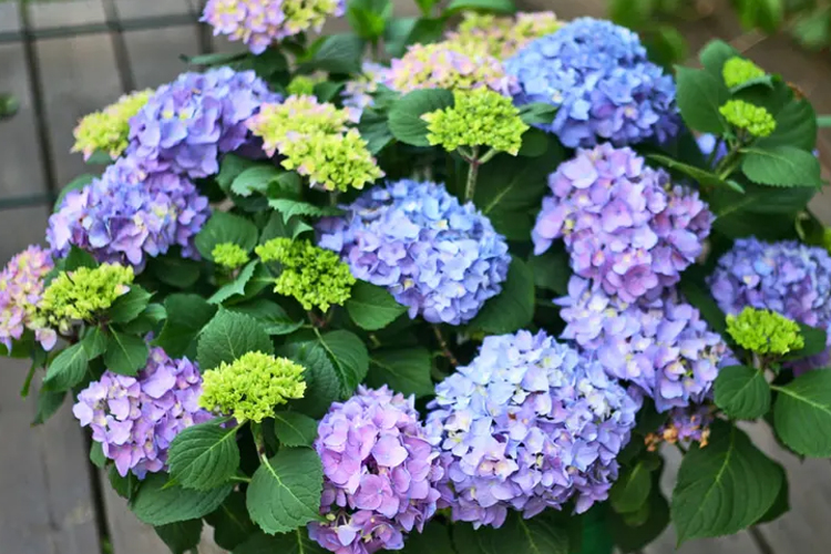 Let's Dance® Rhythmic Blue® Hydrangea Picture