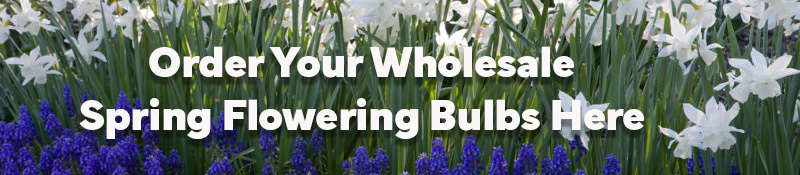 Wholesale spring flowering bulb order forms