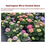 picture of a new hydrangea that we are excited about - this is link to a blog post