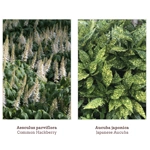 picture of shade tolerant shrubs that link to a blog psot