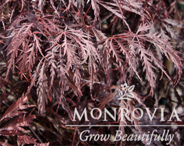 Picture of https://lpstatile.com/wp-content/uploads/2026/03/Tamukeyama japanese Maple Leaf Close up