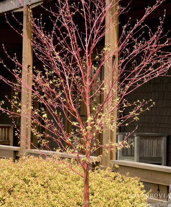 Picture of a Sango Kaku Japanese Maple with it's bright red winter bark