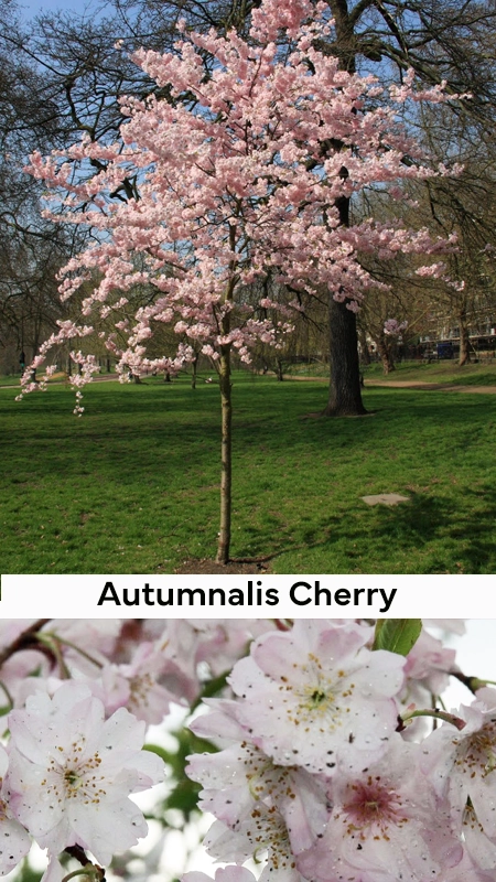 Picture of a wholesale autumnal cherry in our nj nurseries