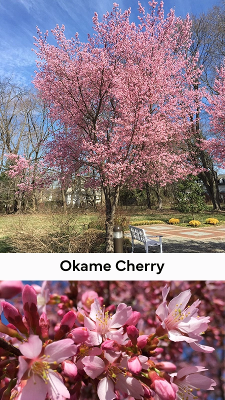 Picture of an okame cherry tree