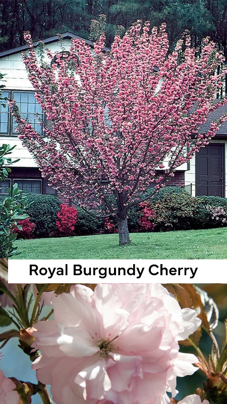 picture of the bright blooms of a royal burgundy cherry tree at our NJ wholesale nursery