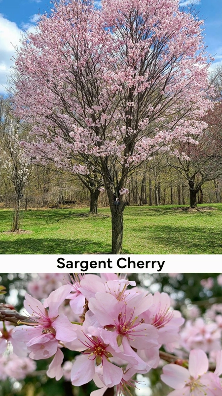 picture of a wholesale sergent cherry tree nj nursery