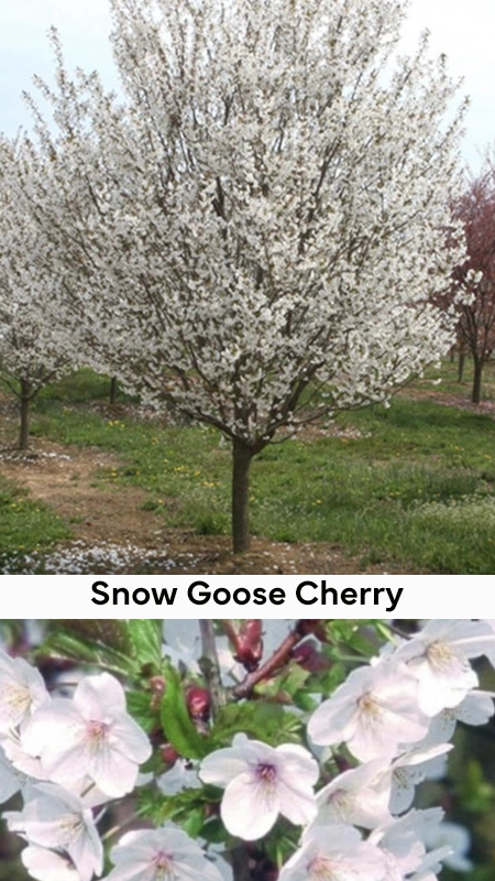 picture of a pure white snow goose cherry tree at our nj wholesale nursery