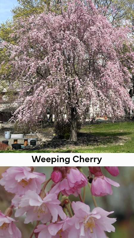 A PICTURE OF A WEEPing cherry tree in full bloom