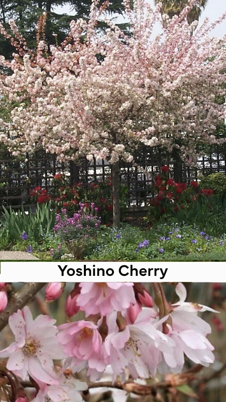 Picture of a yoshino cherry a popular tree in New Jersey landscapes