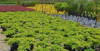 A link to our nursery production report of plants that are available for sale