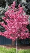 Malus-Royal-Raindrops A beautiful new crabapple variety with bright pink flowers